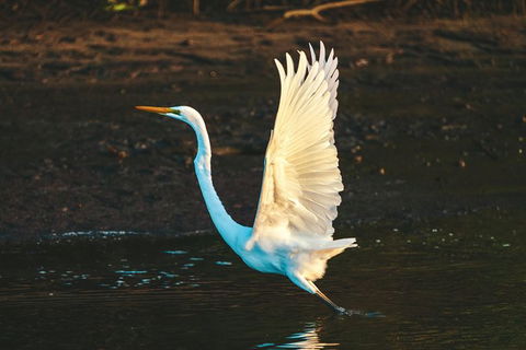 Sunset River Cruise Near Byron Bay - Attractions 34