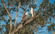 Sunset River Cruise Near Byron Bay - thumb 9