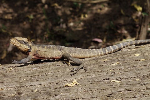 Wilderness Kayak Adventure With Gourmet Food - See Attractions 2