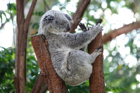 Small Group Blue Mountain Tour With A Local Guide - Attractions 1