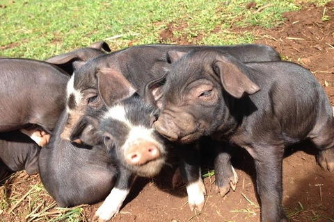 Paddock To Plate Farm Tour And Tasting - Attractions Las Vegas 9