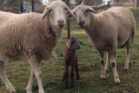 Paddock To Plate Farm Tour And Tasting - Attractions Las Vegas 7