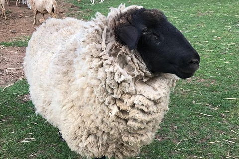 Paddock To Plate Farm Tour And Tasting - Attractions Las Vegas 3