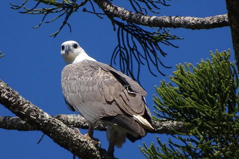 Byron Bay Rainforest Eco-Cruise - Attractions 2