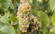Bathurst Wine Trail Full-Day Private Tour With Tastings - thumb 8