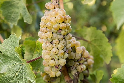 Bathurst Wine Trail Full-Day Private Tour With Tastings - Attractions 8