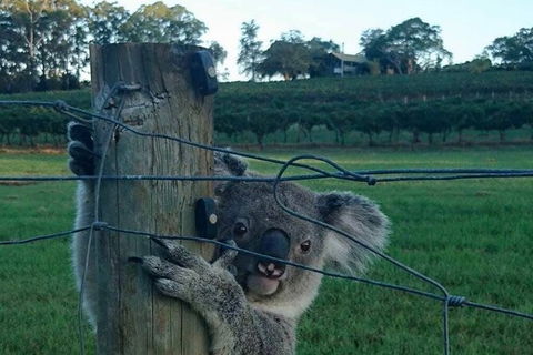 The Secret Vines Experience Port Macquarie - Attractions 1