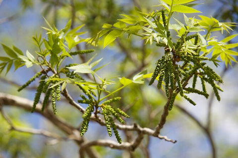 Pecan Farm Tour And Workshop, Byron Bay Hinterland - Attractions 2