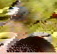 Coffee Farm tour and workshop Byron Bay hinterland - Attractions