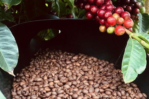 Coffee Farm Tour And Workshop, Byron Bay Hinterland - Attractions 1