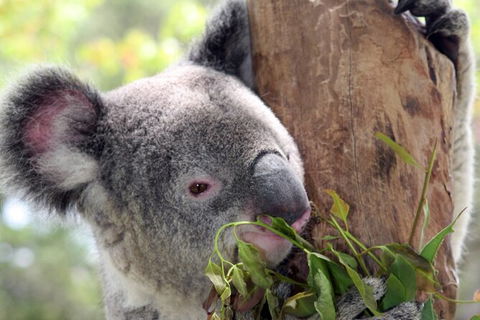 Private 10-hour Tour To Blue Mountains From Sydney - Hotel Pick Up & Drop Off - Attractions 2