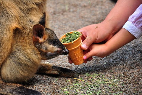 Blue Mountains Highlights & Wildlife Park - Attractions 3