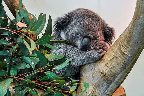 Blue Mountains Highlights & Wildlife Park - Attractions 1