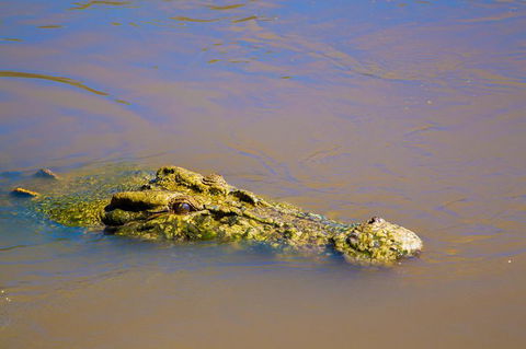 Jumping Crocs & Nature Adventure Cruise From Darwin - Attractions 9