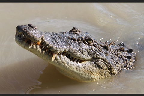 Pathfinder Jumping Crocodile Cruise Shuttle Bus - Attractions 3