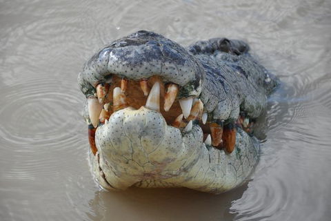Jumping Crocodile Day Trip From Darwin - Attractions 0
