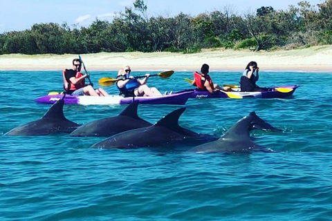 Half Day Dolphin Kayaking And Snorkeling Tour - Attractions 1