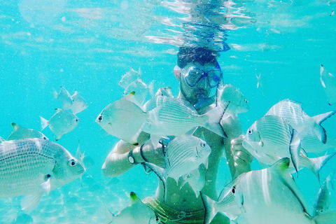 Half Day Dolphin Kayaking And Snorkeling Tour - Attractions 3