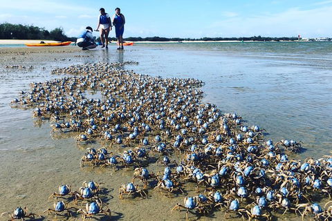 Half Day Dolphin Kayaking And Snorkeling Tour - Attractions 10
