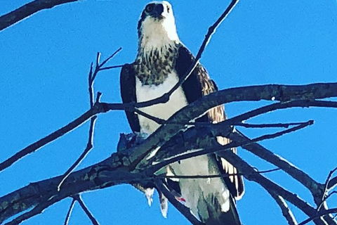 Half Day Dolphin Kayaking And Snorkeling Tour - Attractions 7