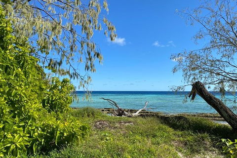 Lady Musgrave Day Trip From Bundaberg Including Snorkeling, Glass Bottom Tour And Guided Island Walk - Attractions 6