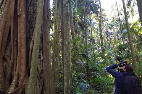 Small Group Gold Coast Mountain Tour: Springbrook National Park And Mt Tamborine - Attractions 5