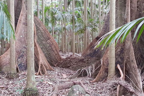 Small Group Gold Coast Mountain Tour: Springbrook National Park And Mt Tamborine - Attractions 4
