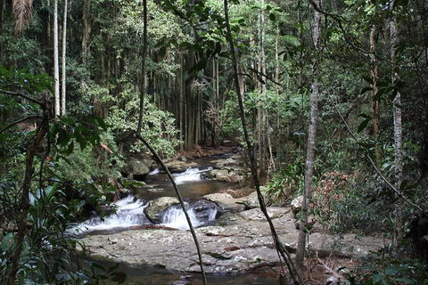 Small Group Gold Coast Mountain Tour: Springbrook National Park And Mt Tamborine - Attractions 8