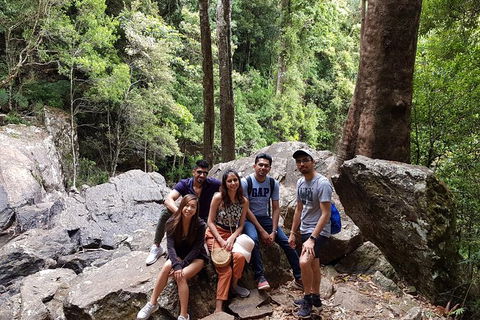 Small Group Gold Coast Mountain Tour: Springbrook National Park And Mt Tamborine - Attractions 3