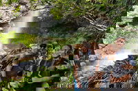 Small group Gold Coast Mountain Tour Springbrook National Park and Mt Tamborine