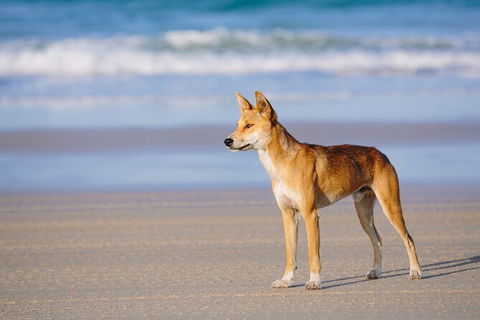 Fraser Island 4WD Tour From Noosa - Attractions 2