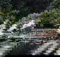 Everglades Eco Safari to Australia's Everglades - Attractions