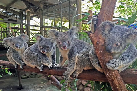 Cairns 2-Day Combo: Great Barrier Reef Cruise And Kuranda - Attractions 6