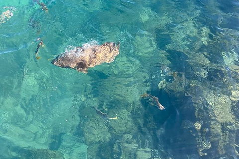 Aquascene Magnetic Island Discovery Tour - Attractions Las Vegas 6