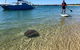 Half-Day Kayak, SUP And Snorkel Tour At Wave Break Island With Lunch - thumb 2