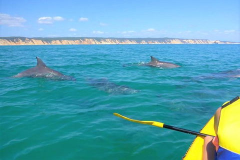 Kayak With Dolphins And 4WD Great Beach Drive Day Trip From Noosa - Attractions 11