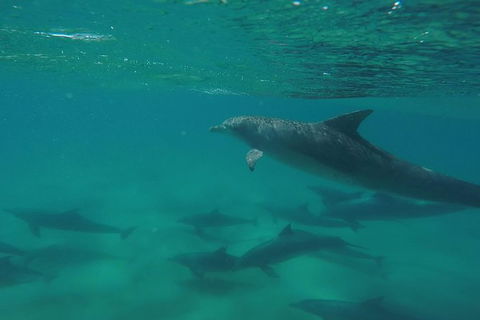 Kayak With Dolphins And 4WD Great Beach Drive Day Trip From Noosa - Attractions 10