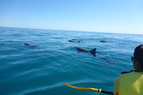 Kayak With Dolphins And 4WD Great Beach Drive Day Trip From Noosa - Attractions 14