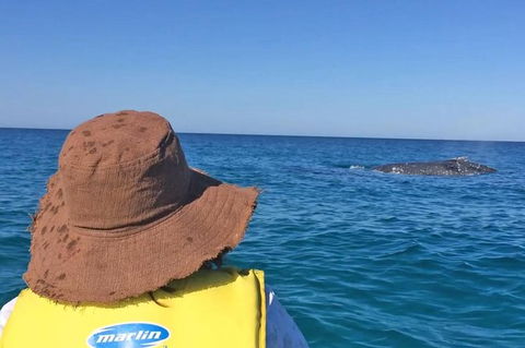 Kayak With Dolphins And 4WD Great Beach Drive Day Trip From Noosa - Attractions 2