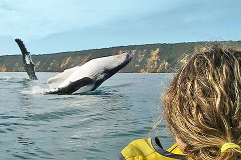Kayak With Dolphins And 4WD Great Beach Drive Day Trip From Noosa - Attractions 1