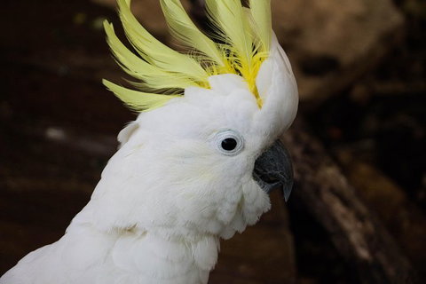 Cairns ZOOM And Wildlife Dome - Attractions 4