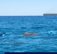Noosa Wild Dolphin Safari - Attractions
