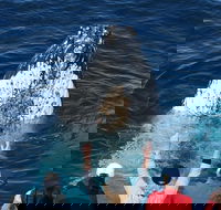 Whale Watching Tour in Gold Coast - Attractions