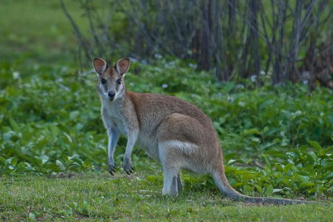 Cairns 4WD Waterfall And Rainforest Tour Including Kuranda Scenic Railway - Attractions 7