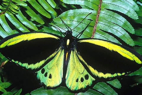 Cairns 4WD Waterfall And Rainforest Tour Including Kuranda Scenic Railway - Attractions 1