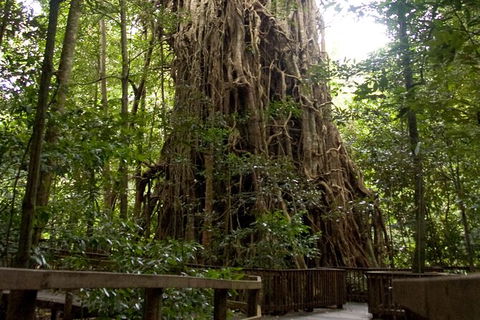 Cairns 4WD Waterfall And Rainforest Tour Including Kuranda Scenic Railway - Attractions 5