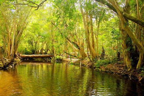 Cairns 4WD Waterfall And Rainforest Tour Including Kuranda Scenic Railway - Attractions 9