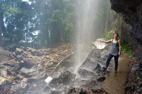 Small Group Tour (Max 6) Gold Coast Super 7 Waterfalls Tour: Springbrook - Attractions 1