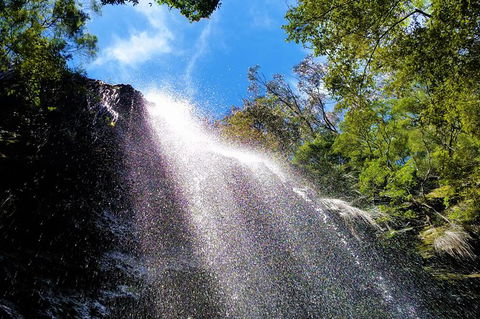 Small Group Tour (Max 6) Gold Coast Super 7 Waterfalls Tour: Springbrook - Attractions 3