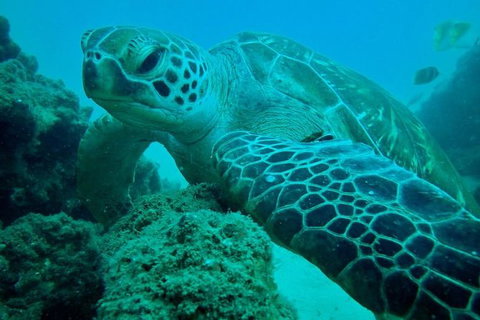 Guided Snorkel With Fish Tour At Wavebreak Island, Gold Coast - Attractions 9